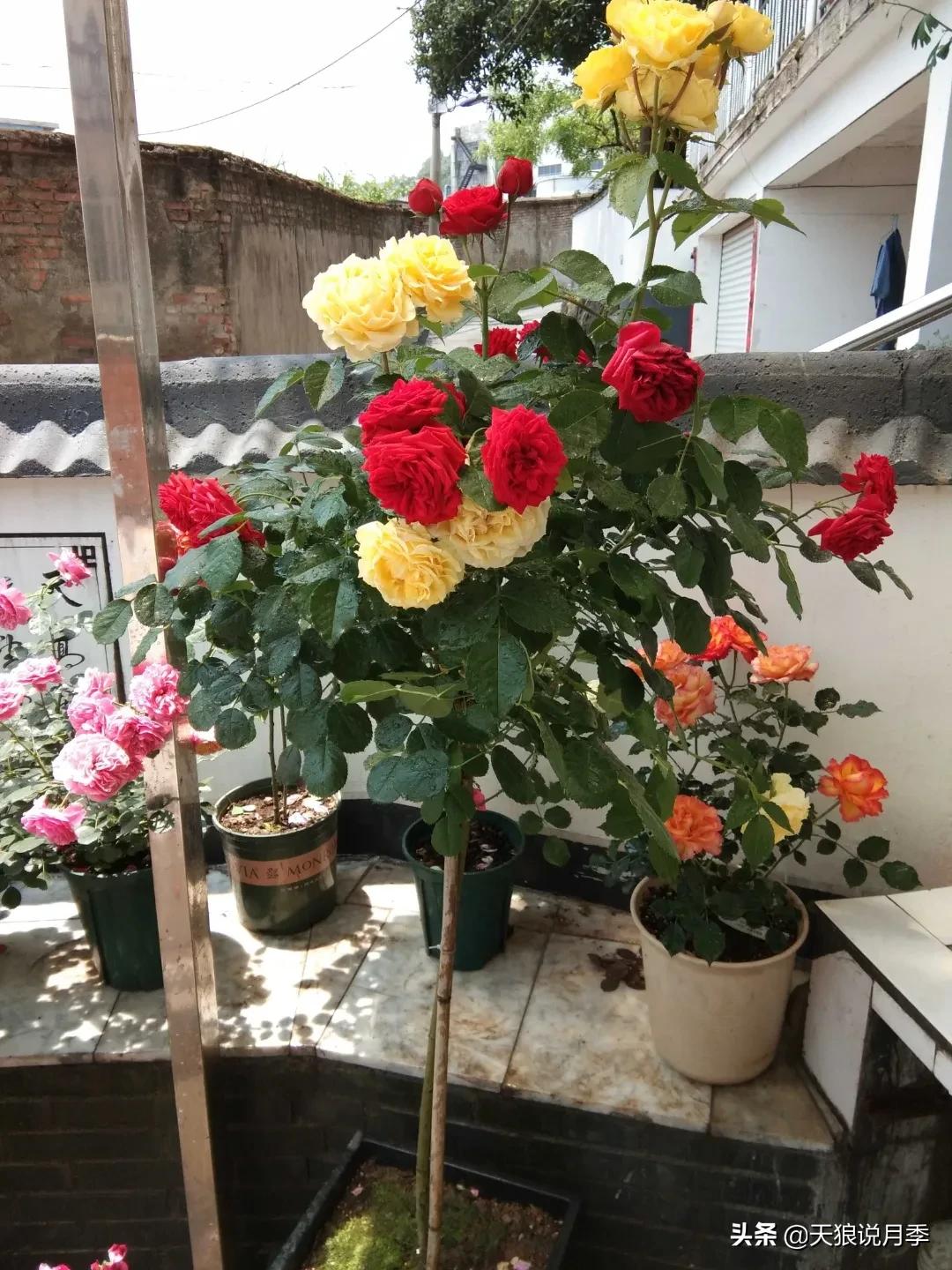 月季花是时候展现真正的技术了 (开春的第一波月季花就这么过去了)