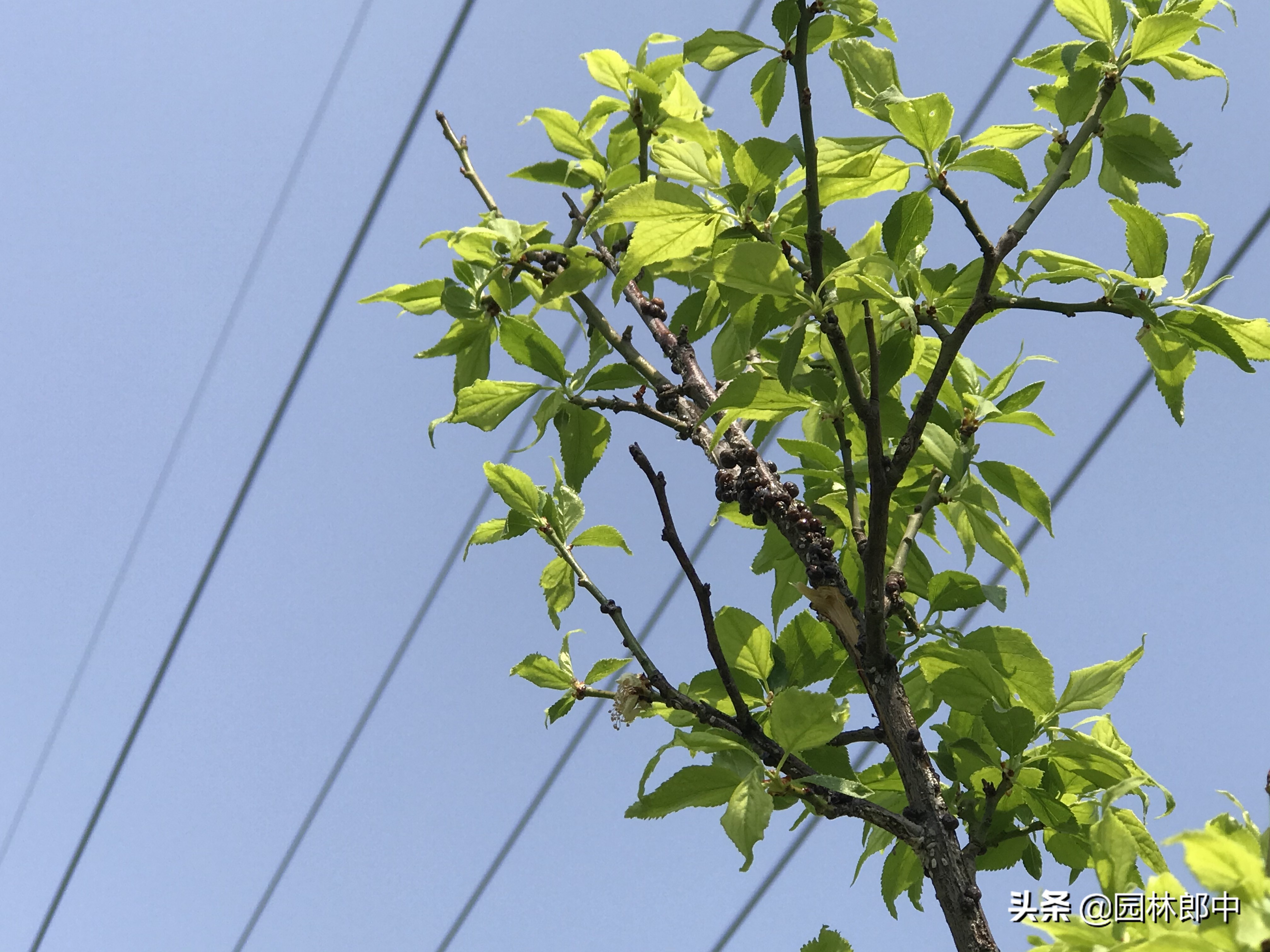 树患有蚧壳虫是什么样的,树长了蚧壳虫怎么治