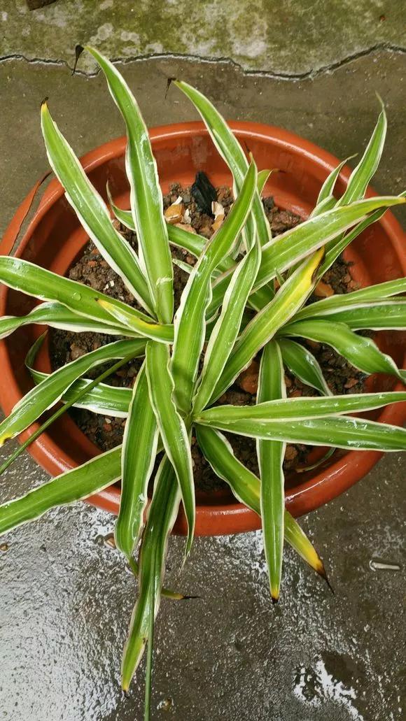 叶子有很多黄色圆圈是什么病,叶子起黄色斑点是缺什么