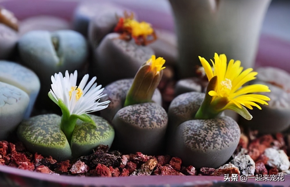 多肉生石花怎样养才养得最快,多肉生石花干瘪发皱了如何救活