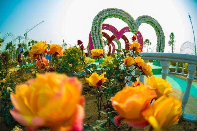 百万葵园一日游,百万葵园最佳游玩时间