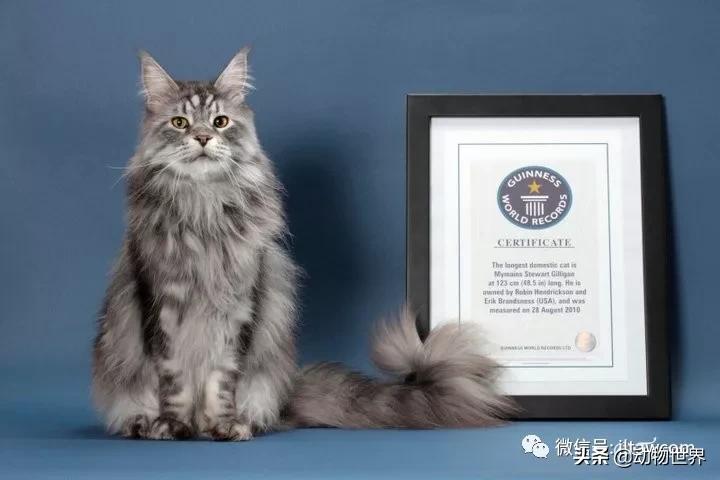 世界各国的著名动物,美国最著名的动物