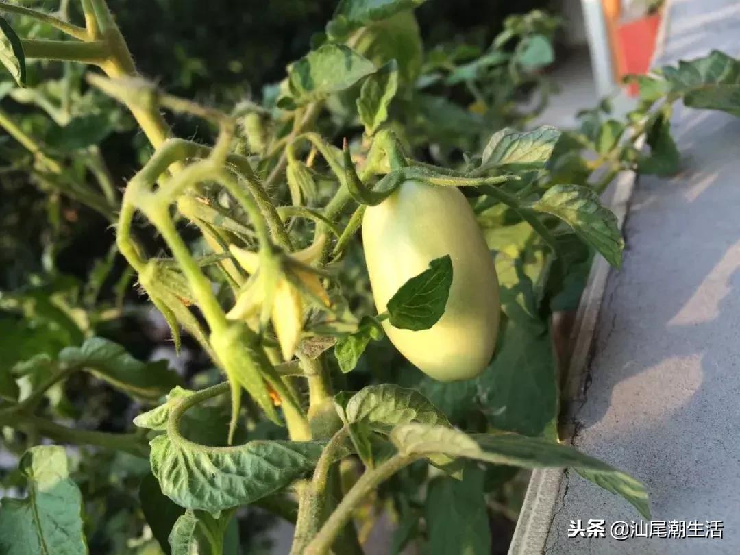 海丰县红城中学高考喜报,广东海丰红城中学