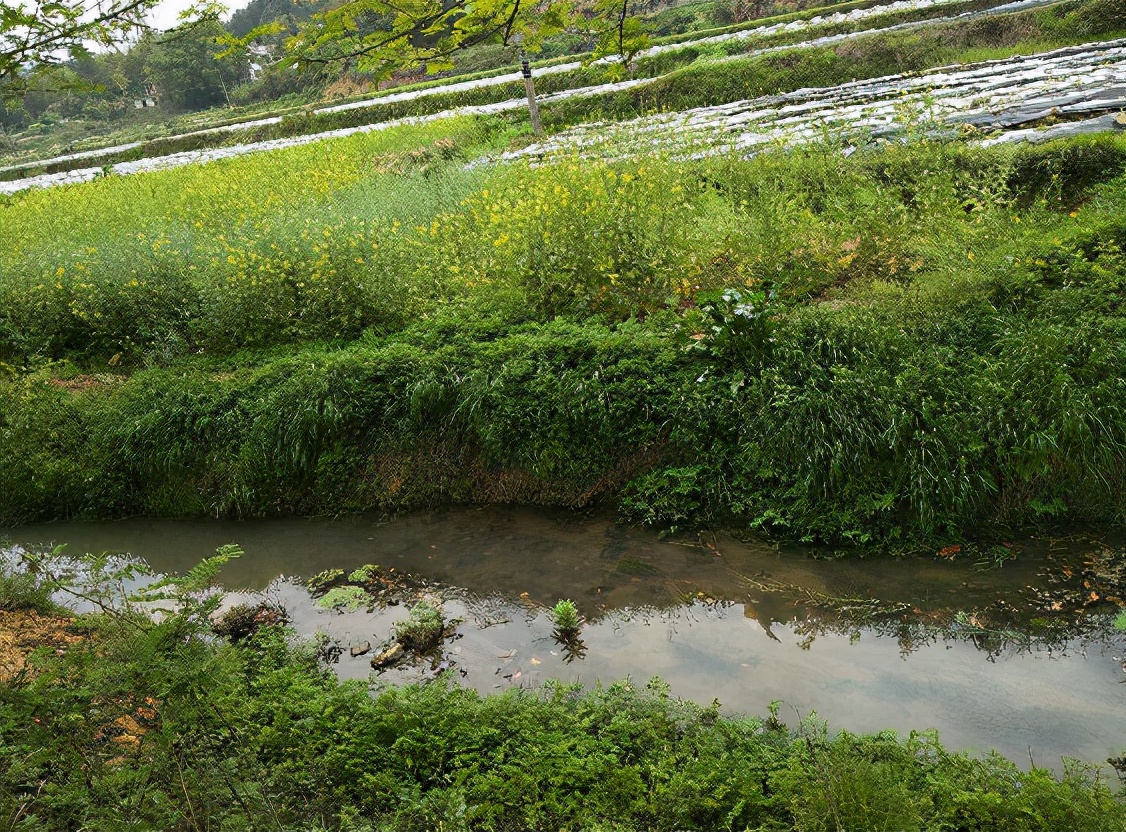 童年回忆蚂蝗,童年回忆挖蚯蚓作文