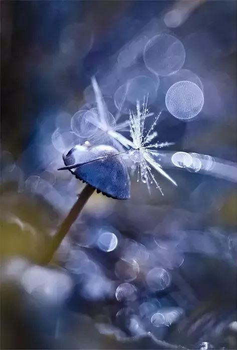 绝美花朵摄影佳作,波兰花朵摄影作品欣赏