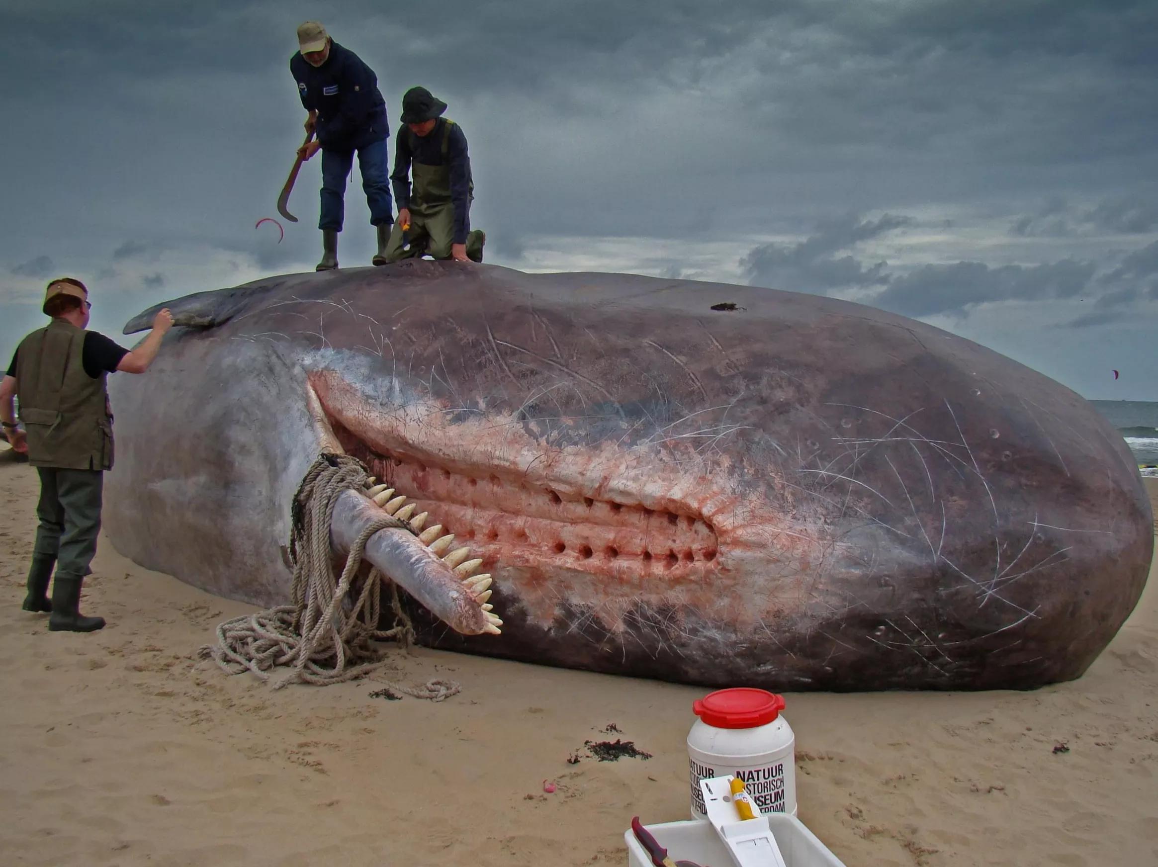罕见的龙涎香,龙涎香能一直很香吗