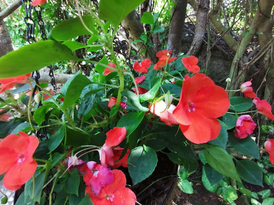 中国最大马尔代夫蜈支洲岛,中国马尔代夫蜈支洲岛视频