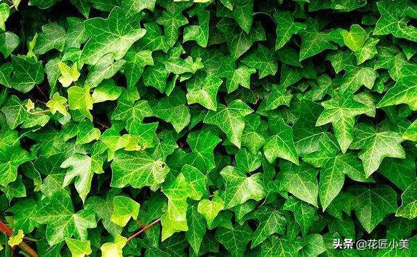 爬藤植物100种,5种爬藤花适合在院子里种植