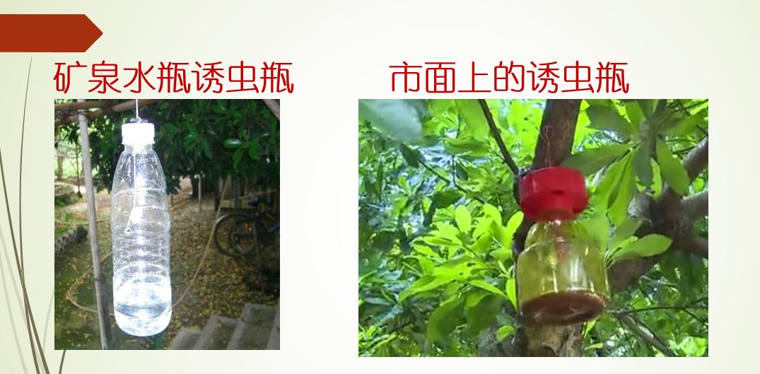 杨梅果园果蝇最有效的消灭方法,杨梅如何喷药防烂果
