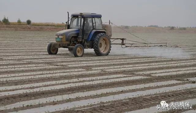 棉花棉铃虫最佳防治时间,棉花虫害防治全过程图