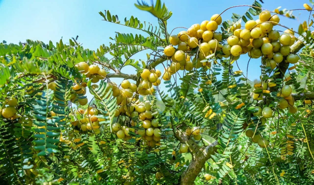 哪个玉油柑饮品好喝,玉油柑饮料到底什么味道