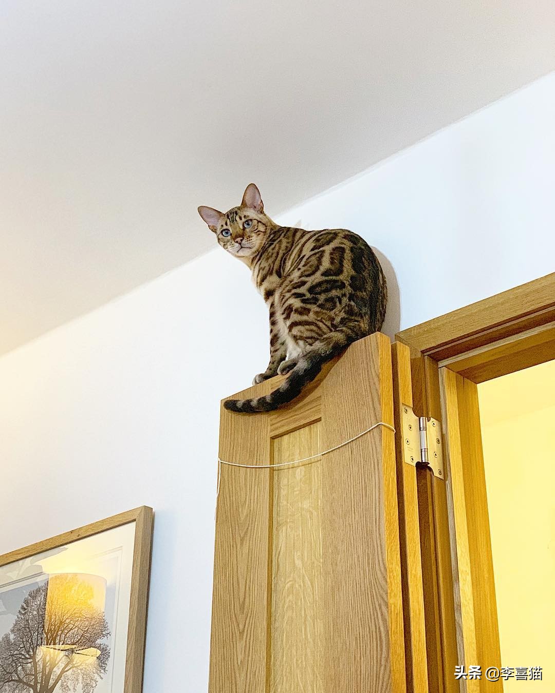 为什么铲屎官在家猫咪会一直睡觉,铲屎官最担心猫咪的几件事