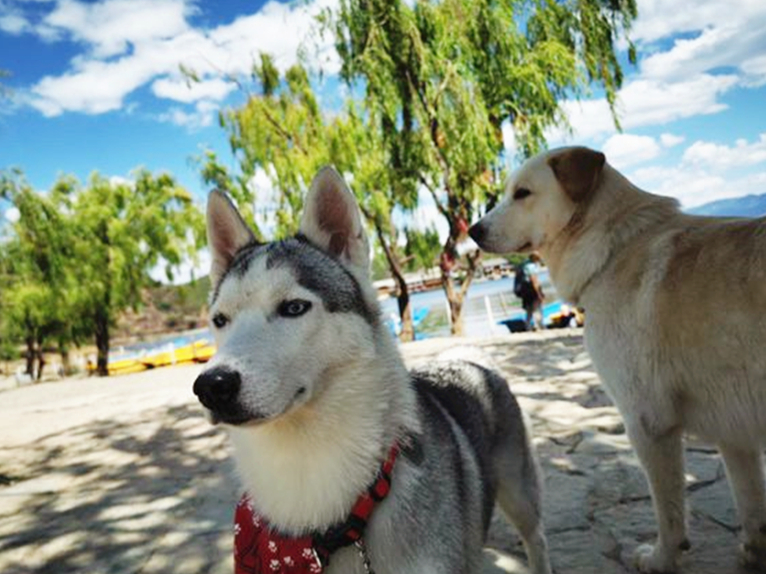 论哈士奇能有多聪明,哈士奇的智商和训犬师