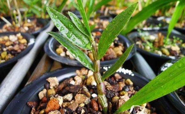 石斛兰叶子发黄怎么养,石斛兰多棵种在一个盆里会黄叶吗