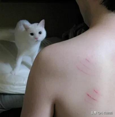 不要随便亲猫的后果,强行亲猫