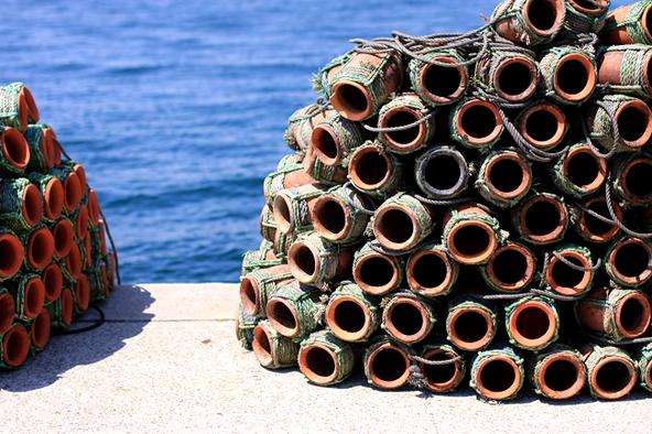 见微:藏在“天价米粉”里的聪明又好吃的小萌宠——八爪鱼