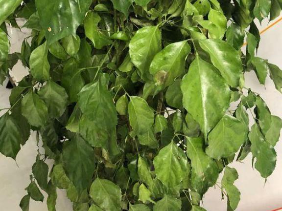 家里的幸福树叶子蔫了怎么回事,家里的幸福树生黑飞虫怎么处理