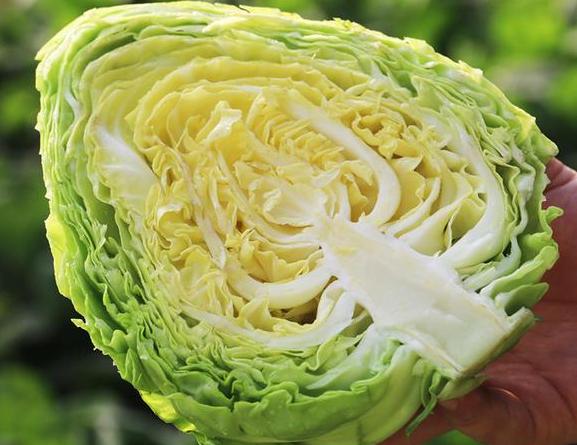 买包菜时挑结实的还是松散的,包菜怎么选才甜