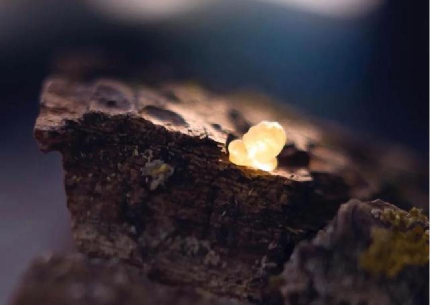 u牌乳香精油用法,u牌乳香精华油怎么用