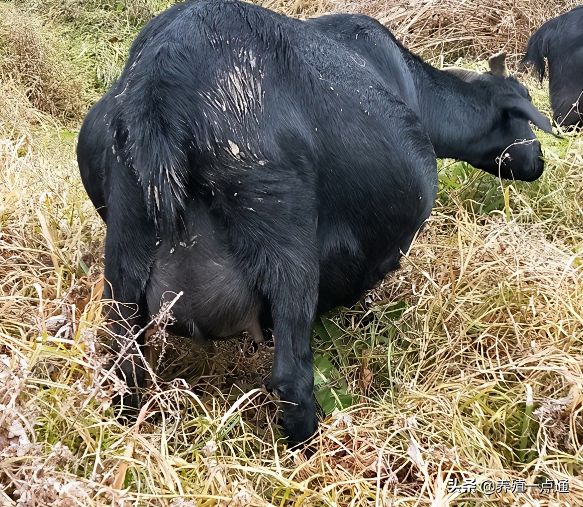 养羊创业代养模式,在农村养羊如何年入百万