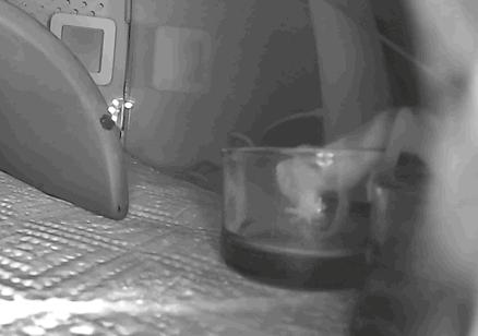 怎么养爬宠守宫,爬宠守宫怎么养