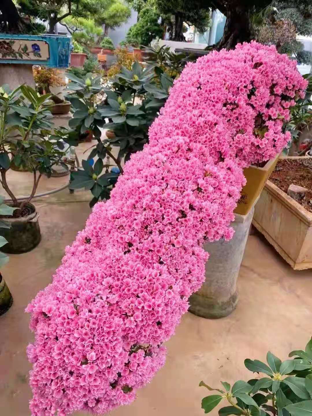 逛花市各种各样的花太漂亮了,逛花市漂亮的蝴蝶兰