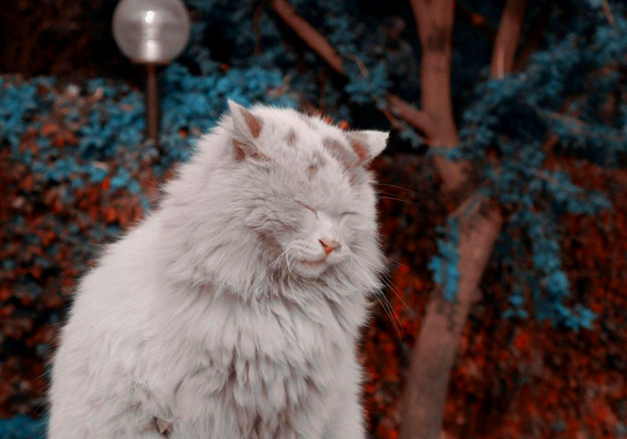 15岁猫咪慢性肾病治疗,猫咪肾病