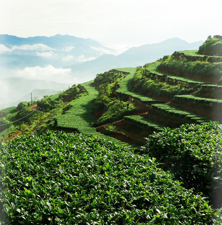 传奇会铁观音茶怎么样,传奇会茶叶铁观音