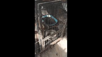 上海猫贩子扔出几十只病重品种猫,上海后院猫舍丢弃50多只病猫