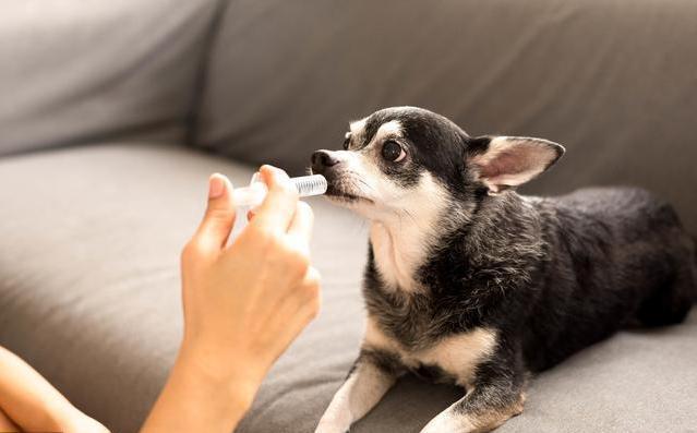 吉娃娃补钙哪个牌子好,铲屎官遇到危险狗狗的反应