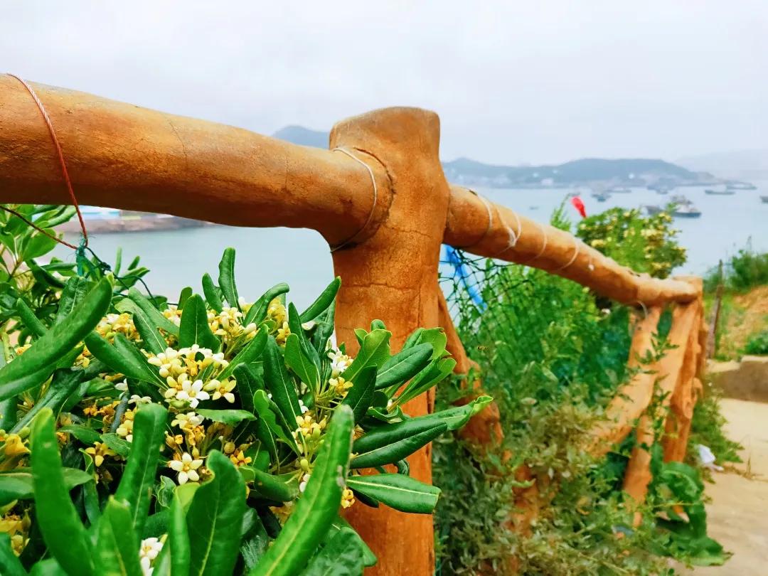 列岛之枸杞岛旅游攻略,嵊山岛枸杞岛旅游攻略