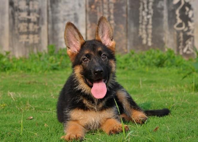 六个月的小德牧一天喂几顿合适,小德牧幼犬一天吃多少狗粮合适