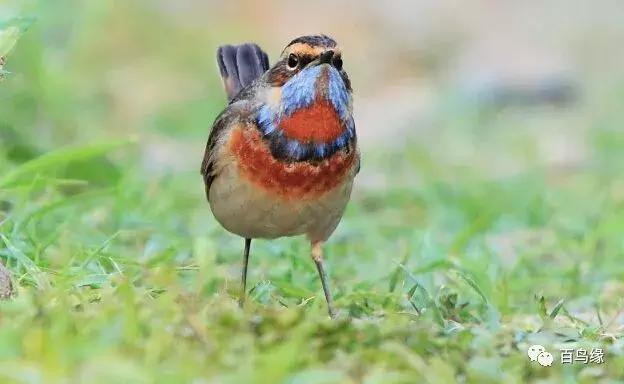 靛颏怎样快速上手,靛颏的十大忌讳