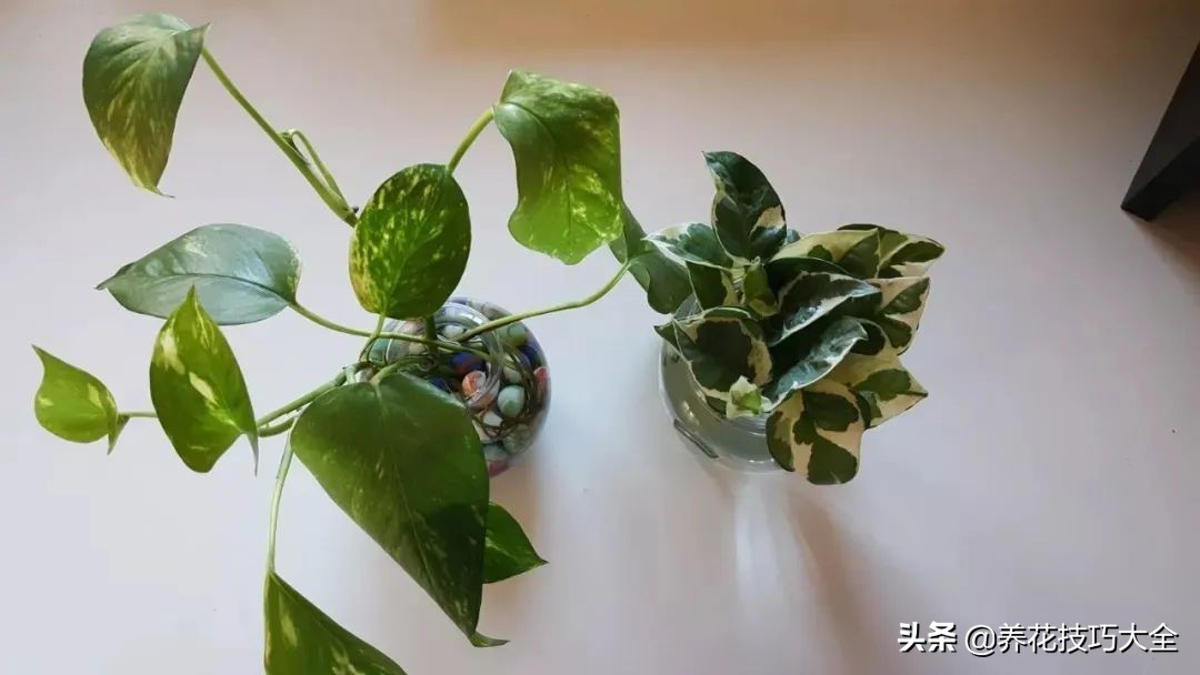 绿萝怎么修剪扦插成活率高,绿萝要剪多长的枝来扦插