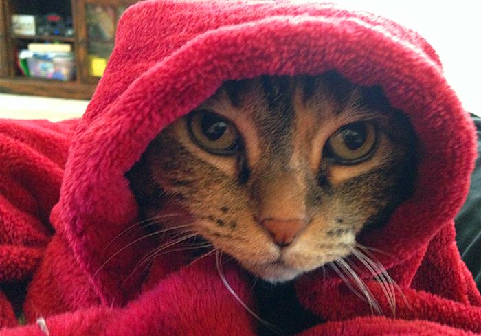 猫咪感冒咳嗽和猫鼻支区别,猫咪咳嗽也是因为猫鼻支吗