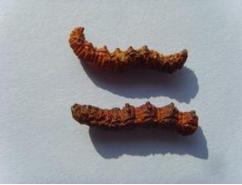 除了虫草还有什么补品,虫草跟冬虫夏草有什么区别