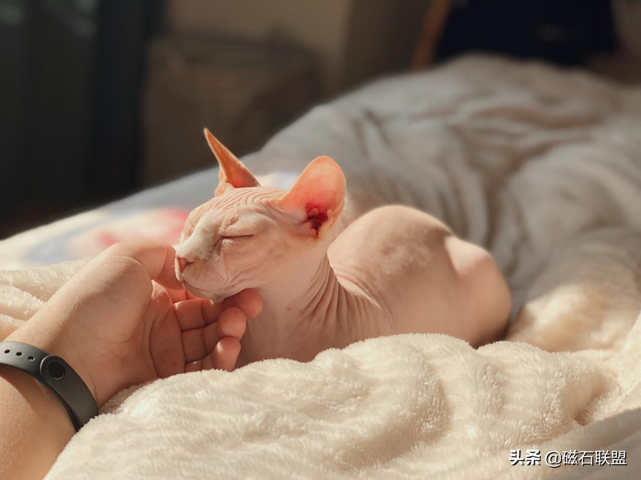 猫咪知识科普养猫攻略,新手养猫需要教些猫咪什么