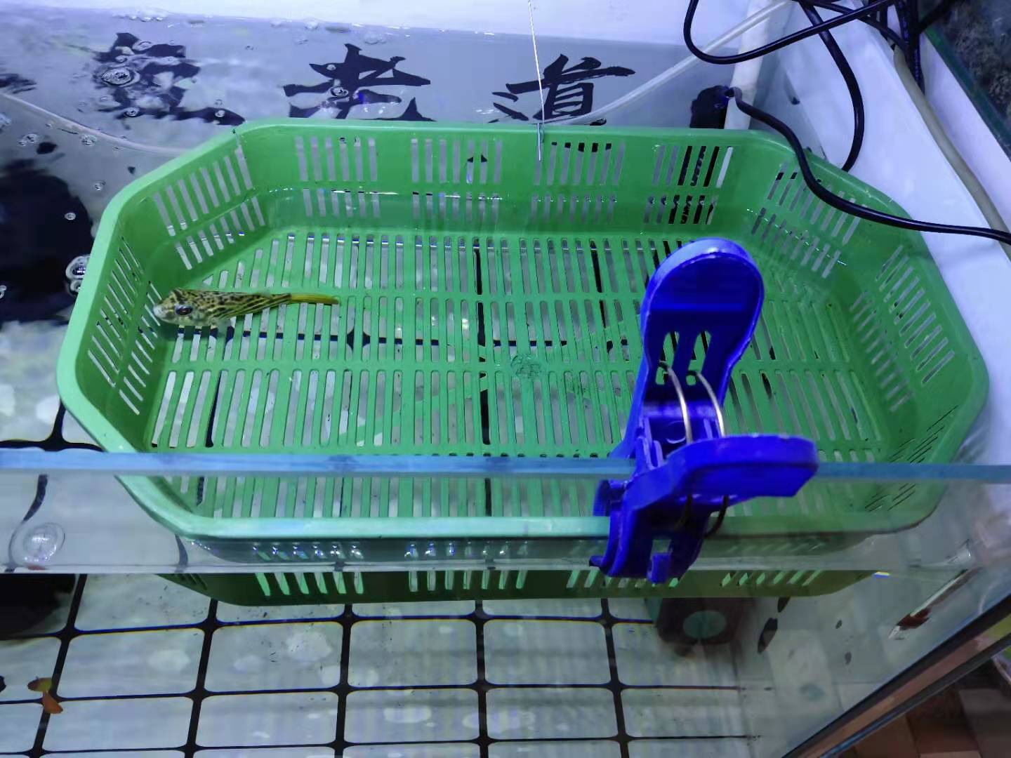 小鱼缸可以养小型观赏鱼吗,鱼缸耐活好养的小型观赏鱼