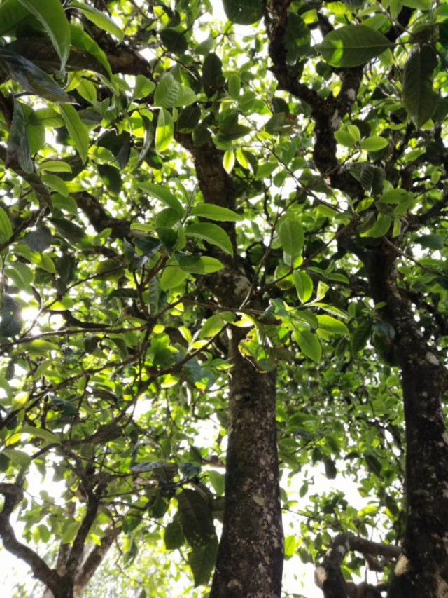 云南普洱茶品质特征,云南普洱茶优质特征