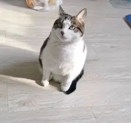 如何学会看猫咪的品相,成年猫咪如何看公母