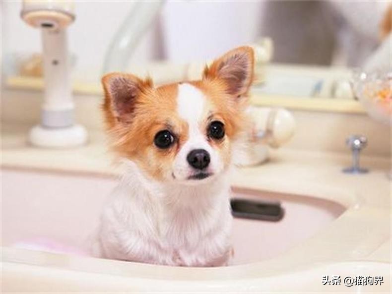 狗狗皮肤起皮屑像头皮屑用什么药,狗狗毛发干枯无光泽有皮屑怎么办