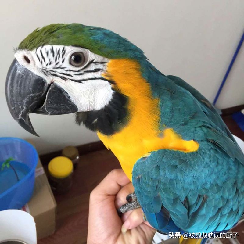 新手第一只鹦鹉如何买老司机教你四个选鸟窍门买鸟不再纠结