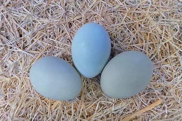 你所不知道的动物冷知识,不可思议的动物冷知识英文