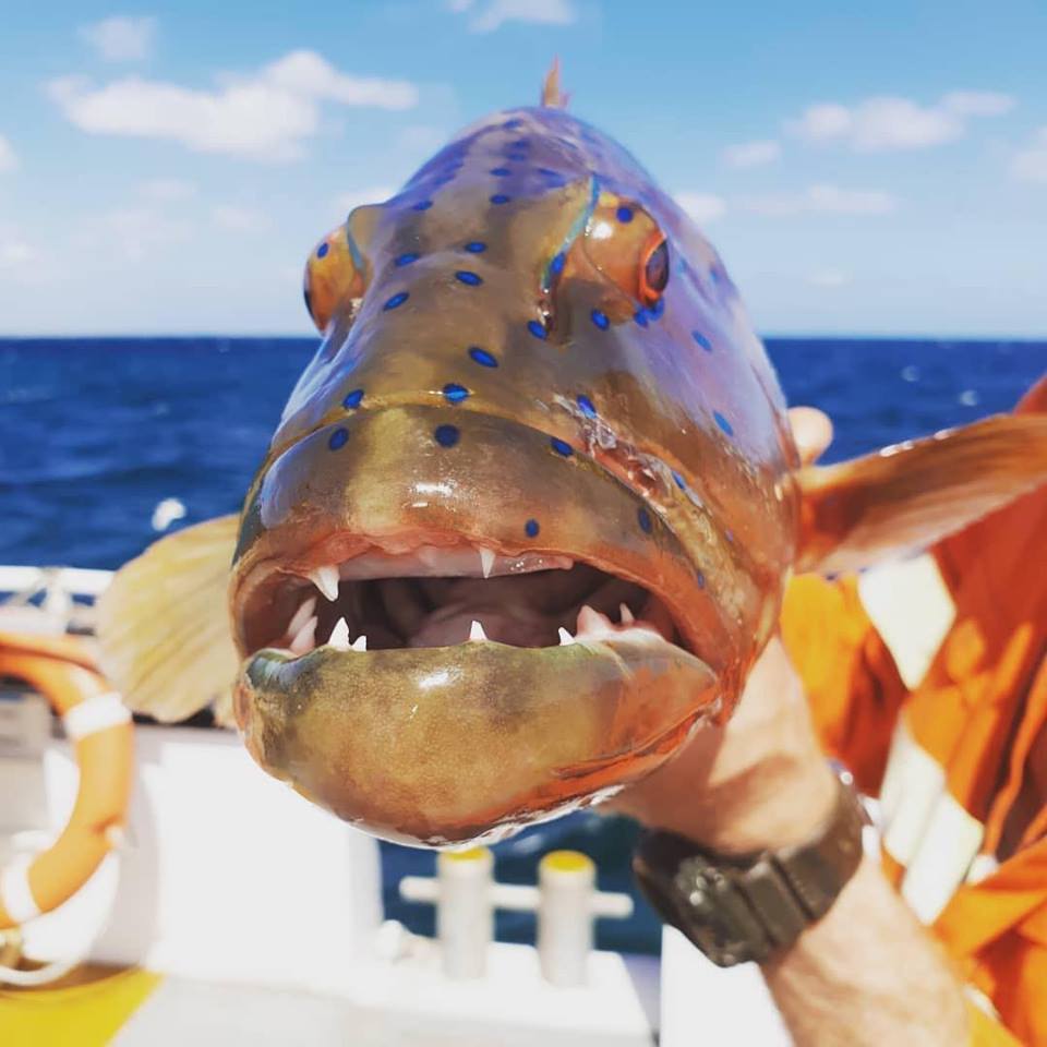 海钓超级刺激,海钓极限钓鱼