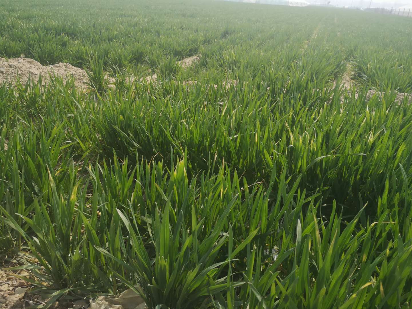 小麦拔节期浇水能增产吗,小麦拔节期用什么药能增产