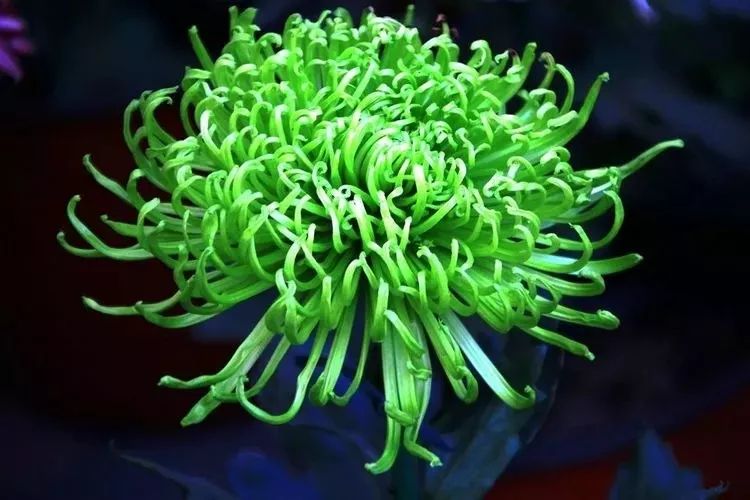 花中四君子菊花国画用笔,花中四君子菊花高清图片