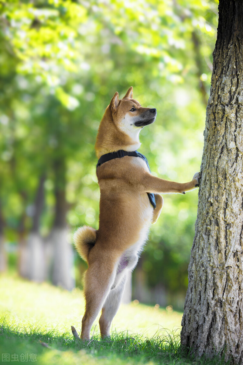 为什么不能养日本柴犬呢,柴犬有什么优点怎么那么呆萌可爱