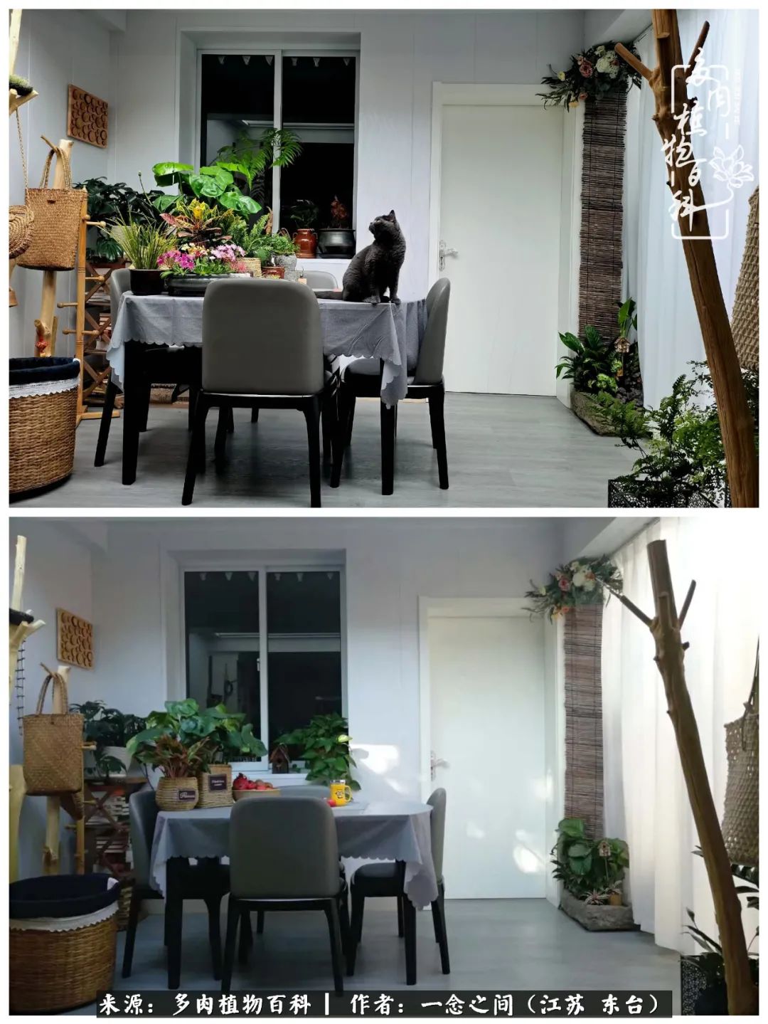 遇见花开蓝莓糖,遇见花开蔬菜沙拉酱