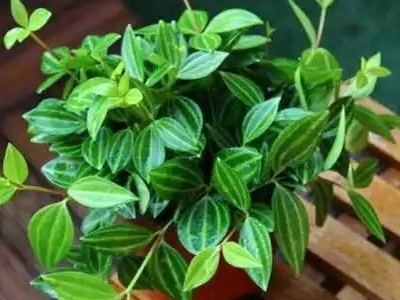 钻石翡翠吊兰好养活吗,钻石翡翠吊兰掉叶怎么回事