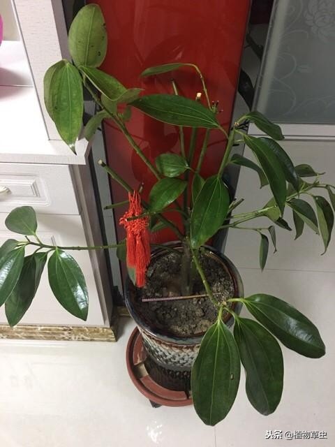 平安树叶子枯萎变干,平安树叶子蔫了为什么